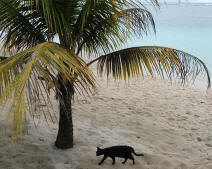 A cat on a tropical beach under a palm tree.