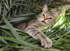 A cat peeks out from palm fronds.