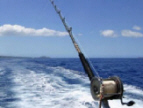 St. Croix Deep Sea Sport Fishing