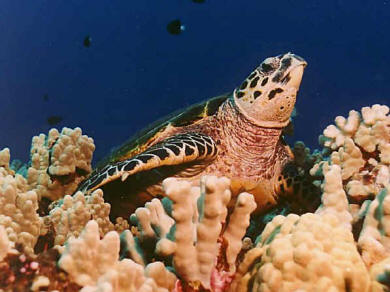 Hawks Bill Turtle in the waters of St. Croix