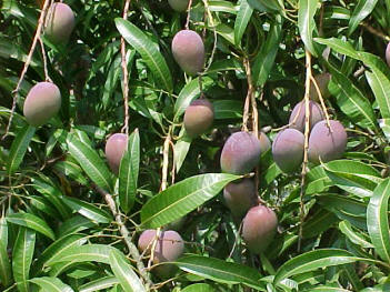 Mangos on St Croix - Mango Melee